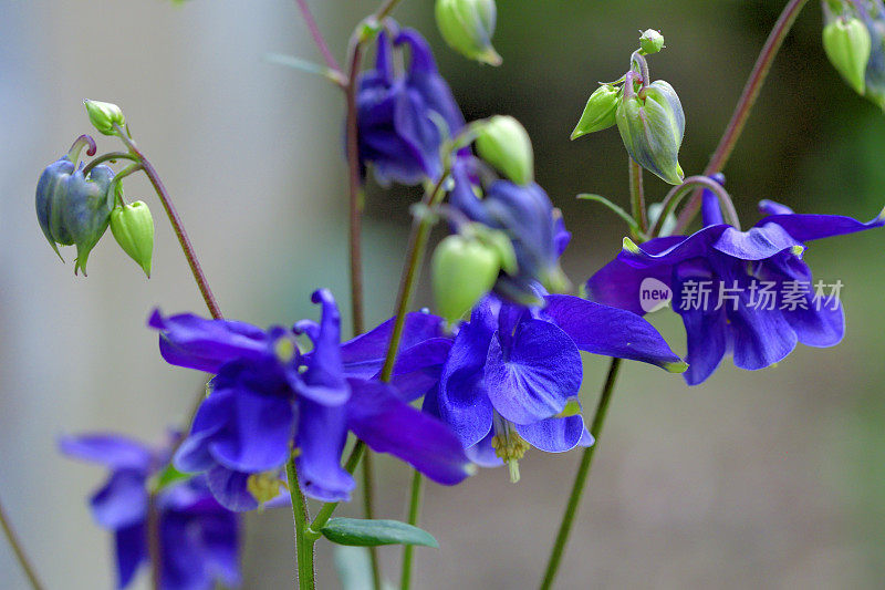 水仙花/耧斗菜花